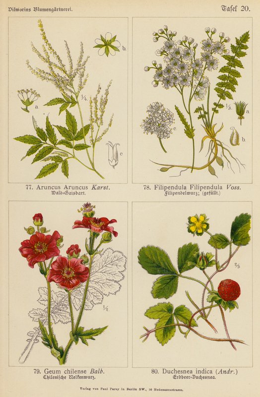 Aruncus Aruncus, Filipendula Filipendula, Geum Chilense, Duchesnea Indica (farvelitografi) af (after) German School