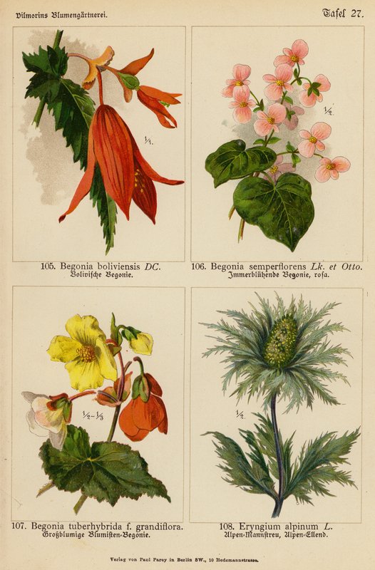 Begonia Boliviensis, Begonia Semperflorens, Begonia Tuberhybrida, Eryngium Alpinum (farvelitografi) af (after) German School