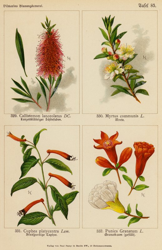 Callistemon Lanceolatus, Myrtus Communis, Cuphea Platycentra, Punica Granatum (farvelitografi) af (after) German School