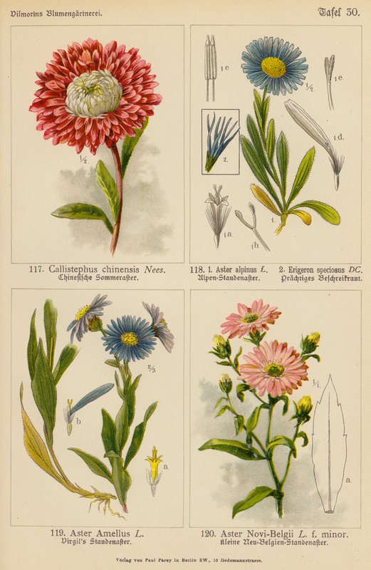 Callistephus Chinensis, Aster Alpinus, Erigeron Speciosus, Aster Amellus, Aster Novi-Belgii (farvelitografi) af (after) German School