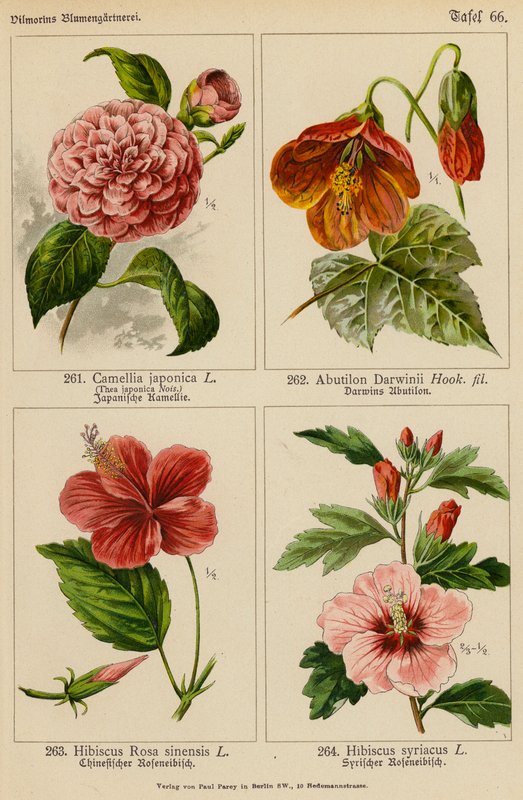 Camellia Japonica, Abutilon Darwinii, Hibiscus Rosa Sinensis, Hibiscus Syriacus (farvelitografi) af (after) German School