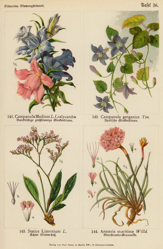 Campanula Medium, Campanula Garganica, Statice Limonium, Armeria Maritima (farvelitografi) af (after) German School