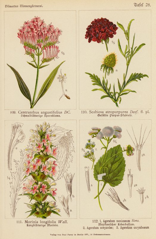 Centranthus Angustifolius, Scabiosa Atropurpurea, Morinia Longifolia, Ageratum Mexicanum, Ageratum Conyzodes, Ageratum Corymbosum (farvelitografi) af (after) German School