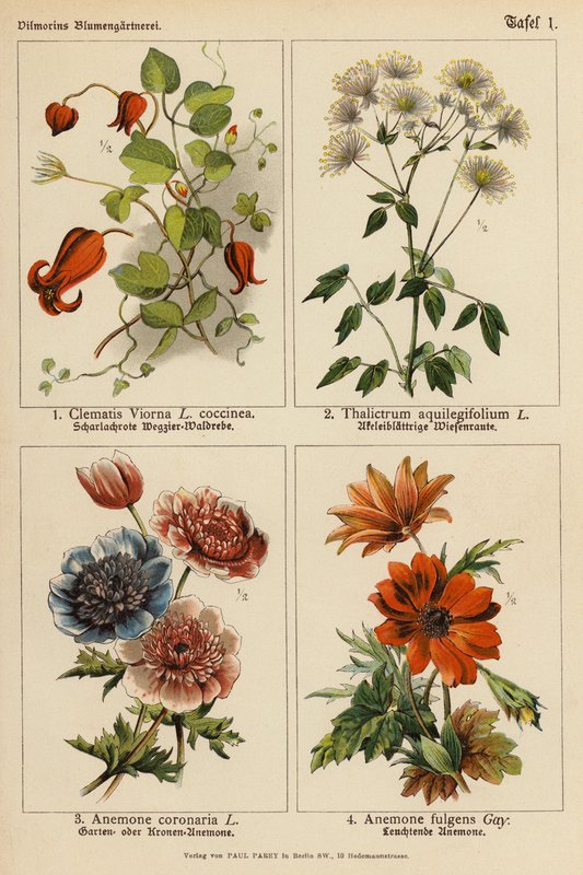 Klematis Viorna, Thalictrum Aquilegifolium, Anemone Coronaria, Anemone Fulgens (farvelitografi) af (after) German School