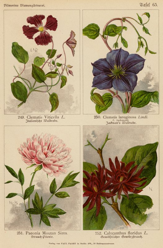 Clematis Viticella, Clematis Lanuginosa, Paeonia Moutan Sims, Calycanthus Floridus (farvelitografi) af (after) German School