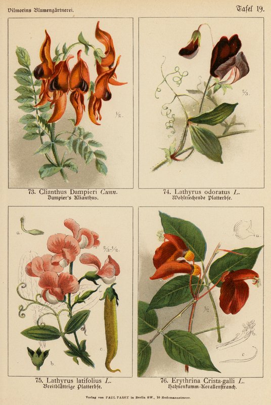 Clianthus Dampieri, Lathyrus Odoratus, Lathyrus Latifolius, Erythrina Crista-galli (farvelitografi) af (after) German School