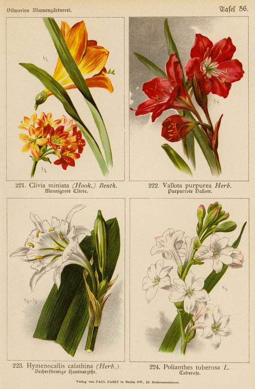 Clivia Miniata, Vallota Purpurea, Hymenocallis Calathina, Polianthes Tuberosa (farvelitografi) af (after) German School