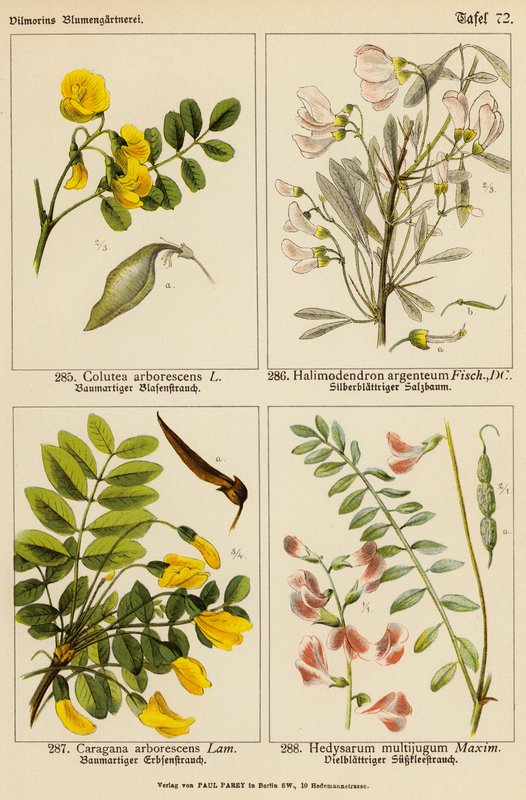 Colutea Arborescens, Halimodendron Argenteum, Caragana Arborescens, Hedysarum Multijugum (farvelitografi) af (after) German School
