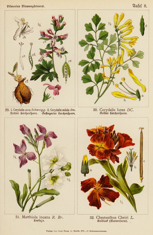 Corydalis cava, Corydalis solida, Corydalis lutea, Matthiola incana, Cheiranthus cheiri (farvelitografi) af (after) German School
