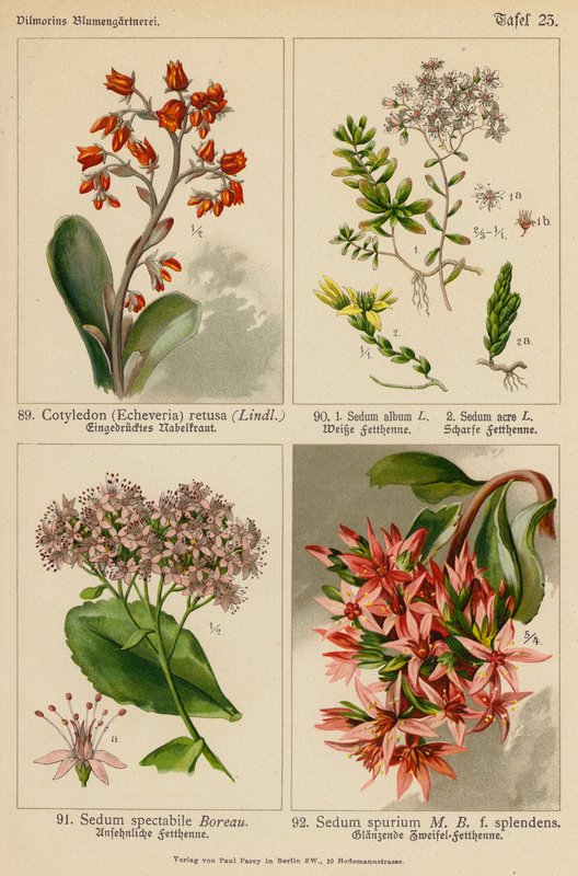 Cotyledon (Echeveria) Retusa, Sedum Album, Sedum Acre, Sedum Spectabile, Sedum Spurium (farvelitografi) af (after) German School