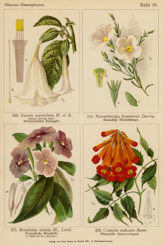Datura Suaveolens, Nierembergia Frutescens, Brunfelsia Eximia, Campsis Radicans (farvelitografi) af (after) German School