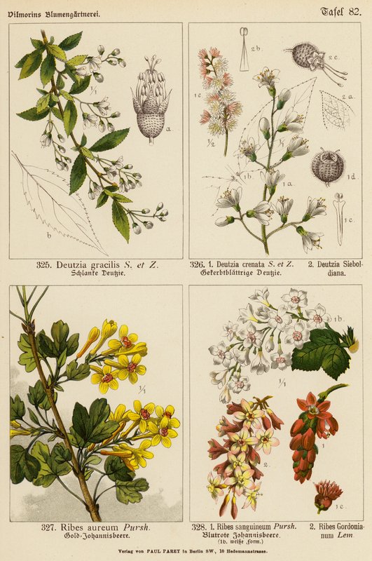 Deutzia Gracilis, Deutzia Crenata, Deutzia Sieboldiana, Ribes Aureum, Ribes Sanguineum, Ribes Gordonianum (farvelitografi) af (after) German School