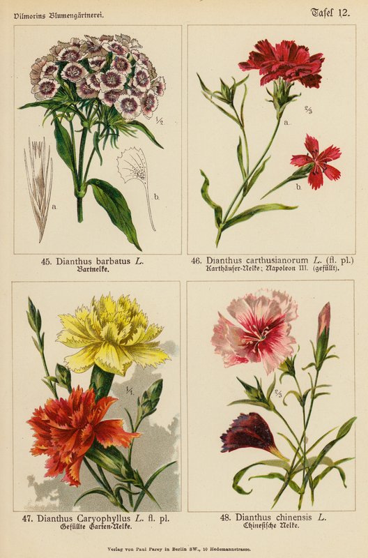 Dianthus Barbatus, Dianthus Carthusianorum, Dianthus Caryophyllus, Dianthus Chinensis (farvelitografi) af (after) German School