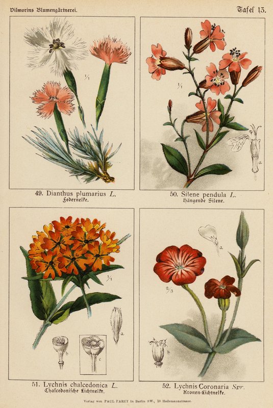 Dianthus Plumarius, Silene Pendula, Lychnis Chalcedonica, Lychnis Coronaria (farvelitografi) af (after) German School