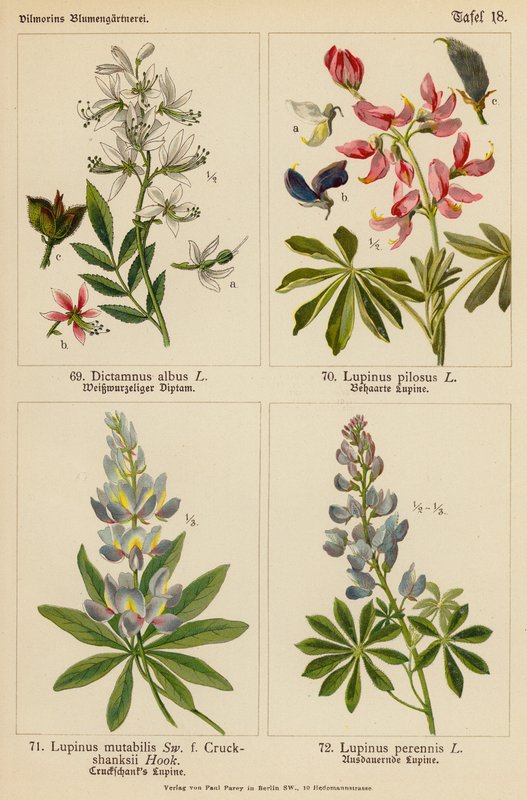 Dictamnus Albus, Lupinus Pilosus, Lupinus Mutabilis, Lupinus Perennis (farvelitografi) af (after) German School