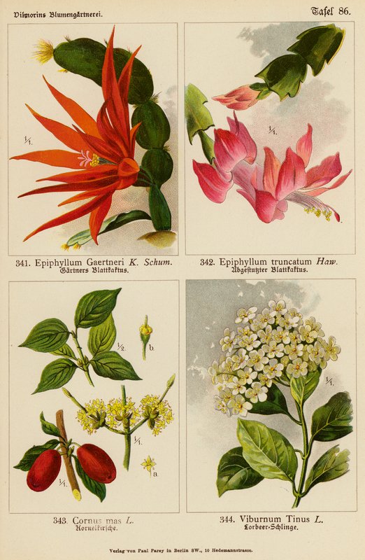 Epiphyllum Gaertneri, Epiphyllum Truncatum, Cornus Mas, Viburnum Tinus (farvelitografi) af (after) German School