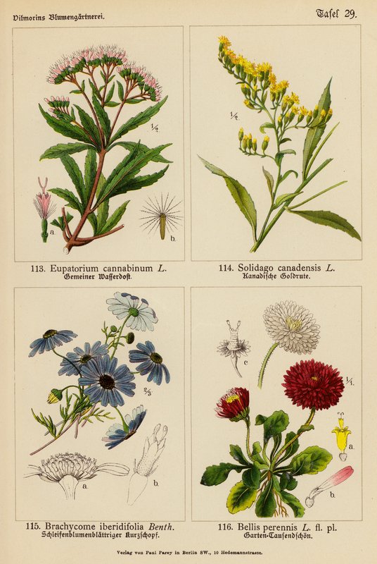 Eupatorium Cannabinum, Solidago Canadensis, Brachycome Iberidifolia, Bellis Perennis (farvelitografi) af (after) German School