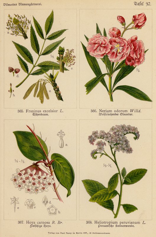 Fraxinus Excelsior, Nerium Odorum, Hoya Carnosa, Heliotropium Peruvianum (farvelitografi) af (after) German School