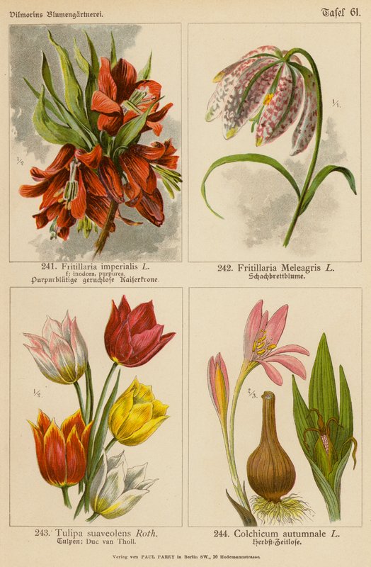 Fritillaria Imperialis, Fritillaria Meleagris, Tulipa Suaveolens, Colchicum Autumnale (farvelitografi) af (after) German School