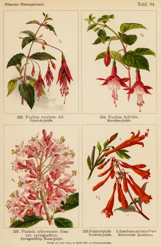 Fuchsia Coccinea, Fuchsia Hybrida, Fuchsia Arborescens, Fuchsia Triphylla, Zauschnera Californica (farvelitografi) af (after) German School