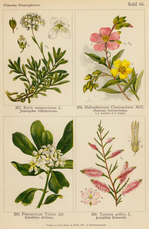 Iberis Sempervirens, Helianthemum Chamaecistus, Pittosporum Tobira, Tamarix Gallica (farvelitografi) af (after) German School
