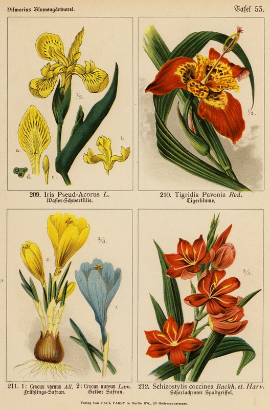 Iris Pseud-Acorus, Tigridia Pavonia, Crocus Vernus, Crocus Aureus, Schizostylis Coccinea (farvelitografi) af (after) German School