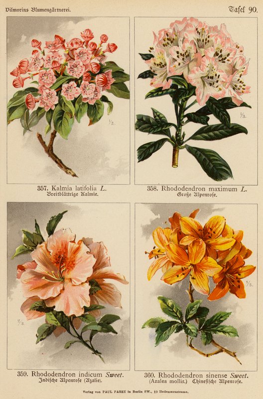 Kalmia Latifolia, Rhododendron Maximum, Rhododendron Indicum, Rhododendron Sinense (colour litho) af (after) German School
