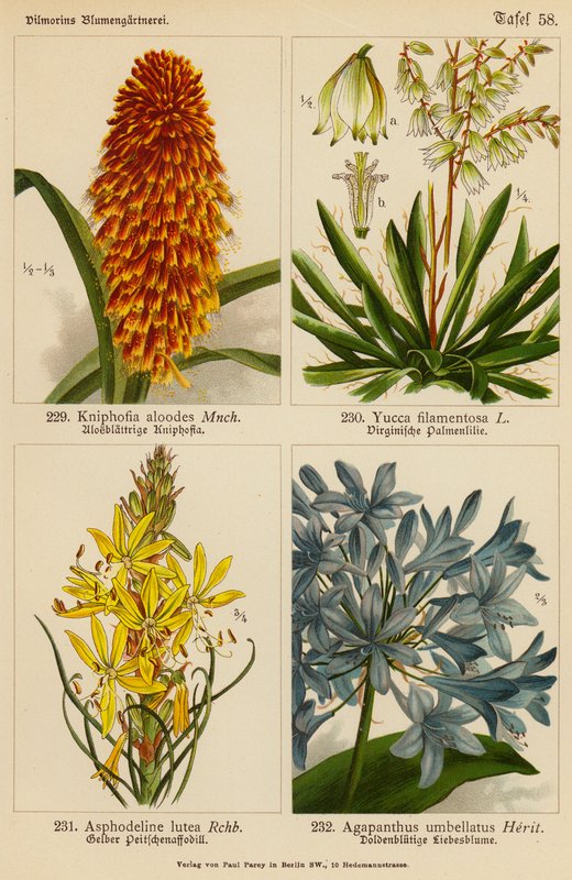Kniphofia Aloodes, Yucca Filamentosa, Asphodeline Lutea, Agapanthus Umbellatus (farvelitografi) af (after) German School