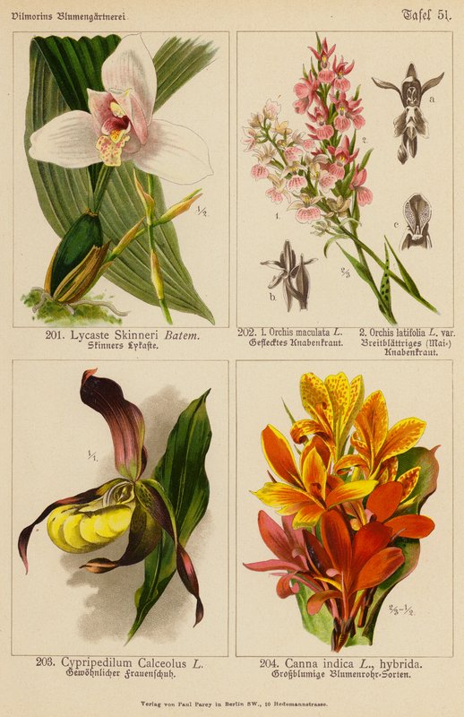 Lycaste Skinneri, Orchis Maculata, Orchis Latifolia, Cypripedilum Calceolus, Canna Indica (farvelitografi) af (after) German School