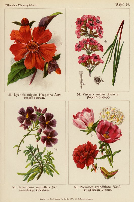 Lychnis Fulgens Haageana, Viscaria Viscosa, Calandrinia Umbellata, Portulaca Grandiflora (farvelitografi) af (after) German School