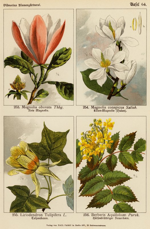 Magnolia Obovata, Magnolia Conspicua, Liriodendron Tulipifera, Berberis Aquifolium (farvelitografi) af (after) German School