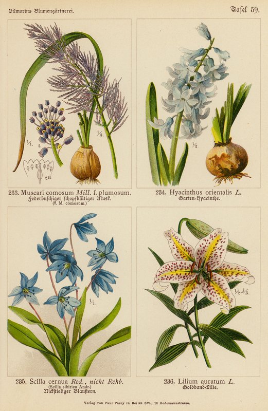 Muscari Comosum, Hyacinthus Orientalis, Scilla Cernua, Lilium Auratum (farvelitografi) af (after) German School