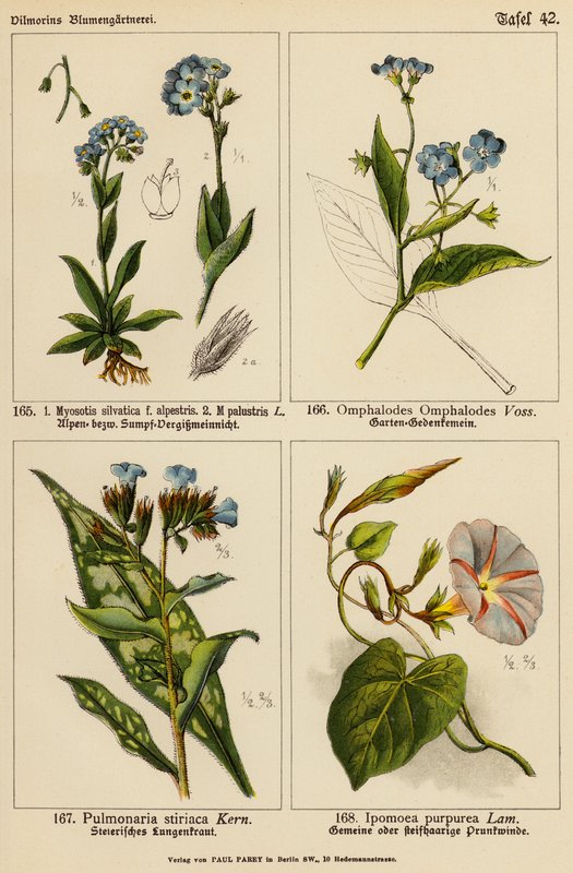 Myosotis silvatica, Myosotis palustris, Omphalodes omphalodes, Pulmonaria stiriaca, Ipomoea purpurea (farve litho) af (after) German School