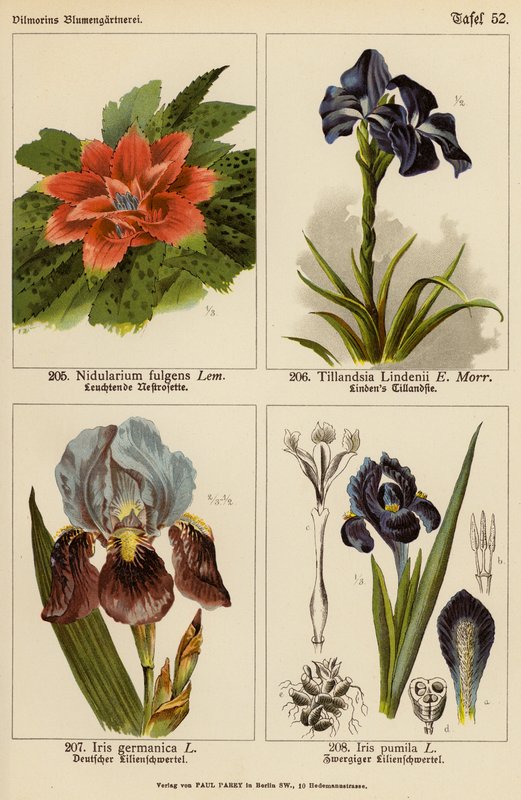 Nidularium Fulgens, Tillandsia Lindenii, Iris Germanica, Iris Pumila (farvelitografi) af (after) German School