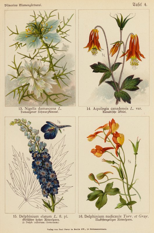 Nigella Damascena, Aquilegia Canadensis, Delphinium Elatum, Delphinium Nudicaule (farvelitografi) af (after) German School