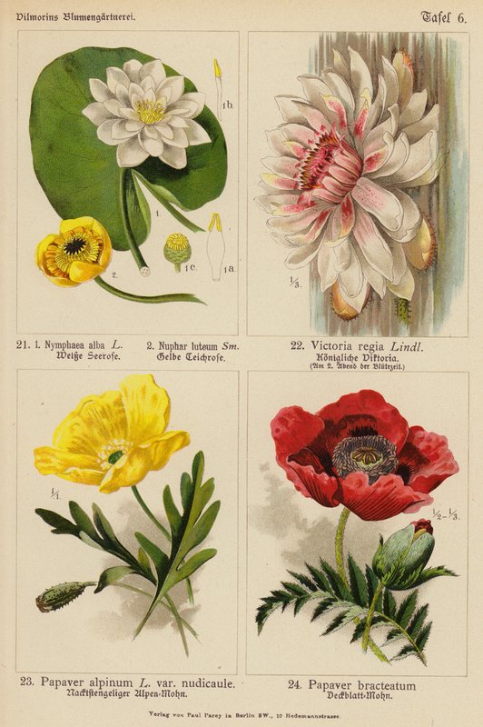 Nymphaea Alba, Nuphar Luteum, Victoria Regia, Papaver Alpinum, Papaver Bracteatum (farvelitografi) af (after) German School