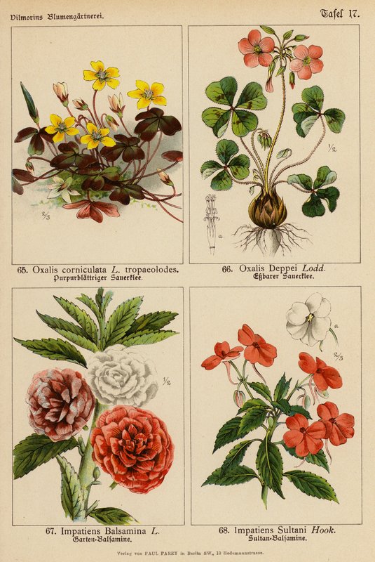 Oxalis Corniculata, Oxalis Deppei, Impatiens Balsamina, Impatiens Sultani (farvelitografi) af (after) German School