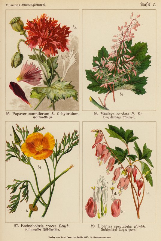 Papaver Somniferum, Macleya Cordata, Eschscholtzia Crocea, Dicentra Spectabilis (farvelitografi) af (after) German School