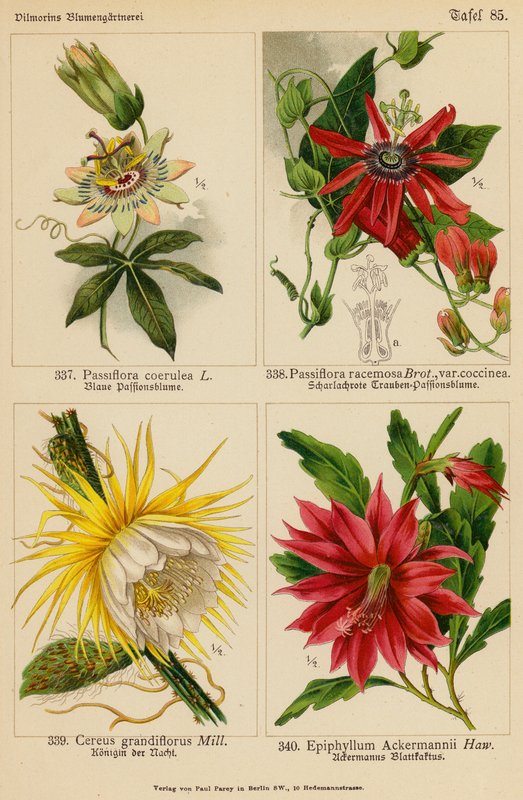 Passiflora Coerulea, Passiflora Racemosa, Cereus Grandiflorus, Epiphyllum Ackermannii (farvelitografi) af (after) German School