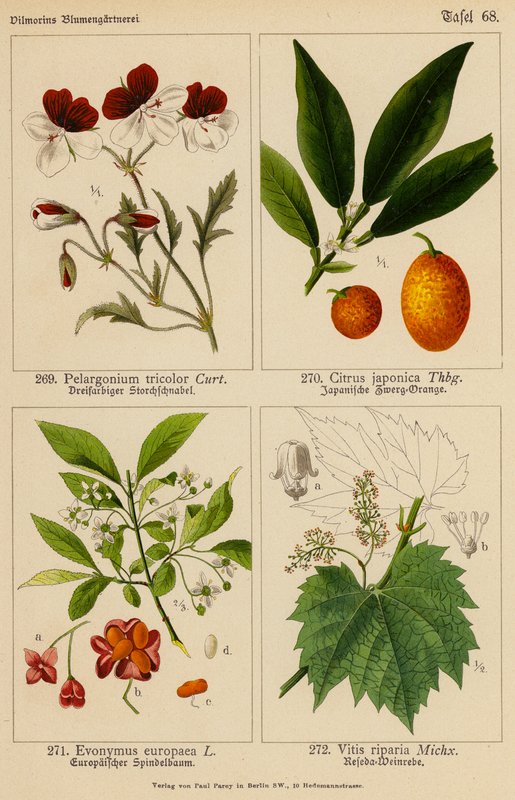 Pelargonium Tricolor, Citrus Japonica, Evonymus Europaea, Vitis Riparia (farvelitografi) af (after) German School