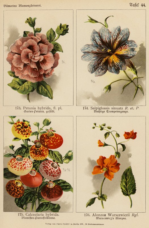 Petunia Hybrida, Salpiglossis Sinuata, Calceolaria Hybrida, Alonzoa Warscewiczii (farvelitografi) af (after) German School