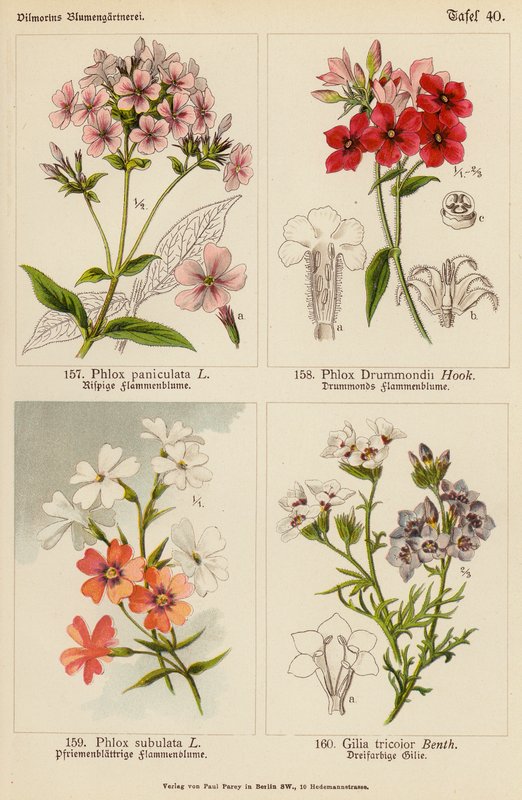 Phlox Paniculata, Phlox Drummondii, Phlox Subulata, Gilia Tricolor (farvelitografi) af (after) German School