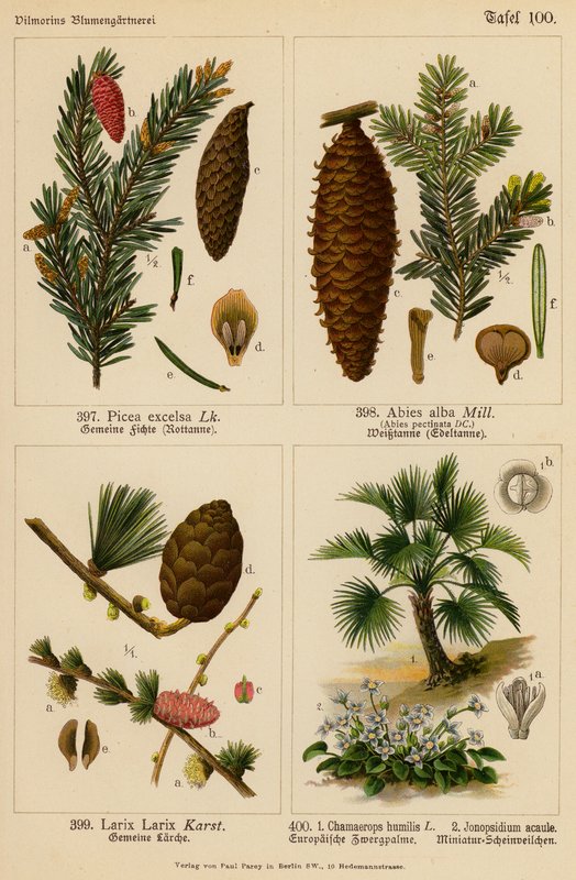 Picea Excelsa, Abies Alba, Larix Larix, Chamaerops Humilis, Jonopsidium Acaule (farvelitografi) af (after) German School