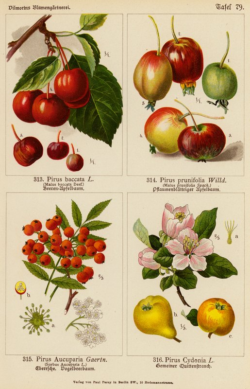 Pirus Baccata, Pirus Prunifolia, Pirus Aucuparia, Pirus Cydonia (farvelitografi) af (after) German School