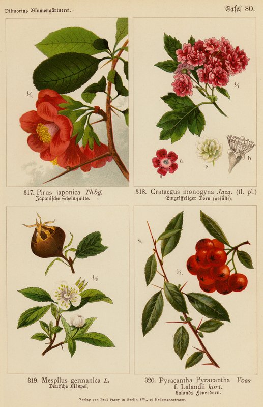 Pirus Japonica, Crataegus Monogyna, Mespilus Germanica, Pyracantha Pyracantha (farvelitografi) af (after) German School