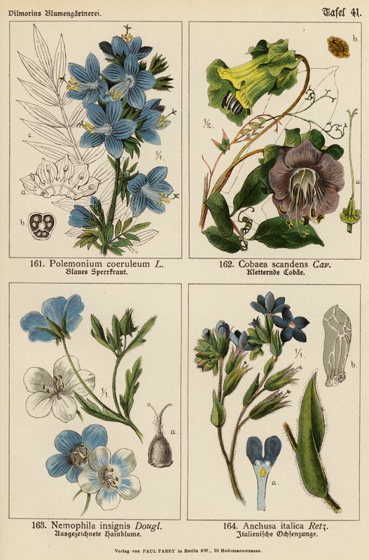 Polemonium Coeruleum, Cobaea Scandens, Nemophila Insignis, Anchusa Italica (farvelitografi) af (after) German School