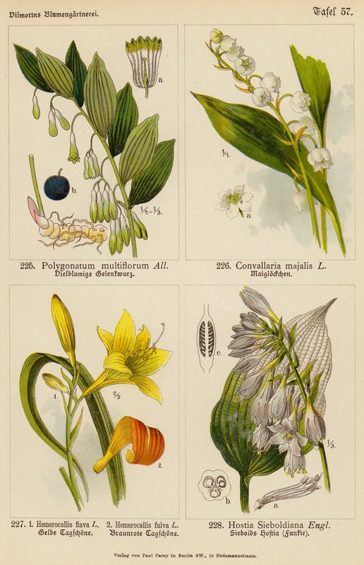 Polygonatum Multiflorum, Convallaria Majalis, Hemerocallis Flava, Hemerocallis Fulva, Hostia Sieboldiana (farvelitografi) af (after) German School