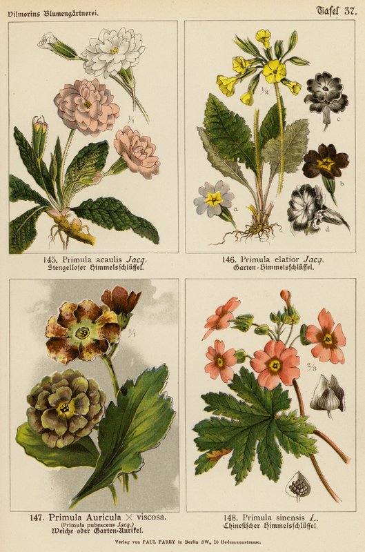Primula Acaulis, Primula Elatior, Primula Auricula x Viscoa, Primula Pubescens, Primula Sinensis (farvelitografi) af (after) German School