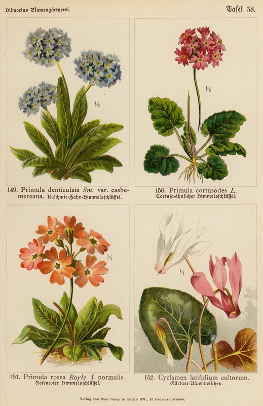 Primula Denticulata, Primula Cortusodes, Primula Rosea, Cyclamen Latifolium Cultorum (farvelitografi) af (after) German School