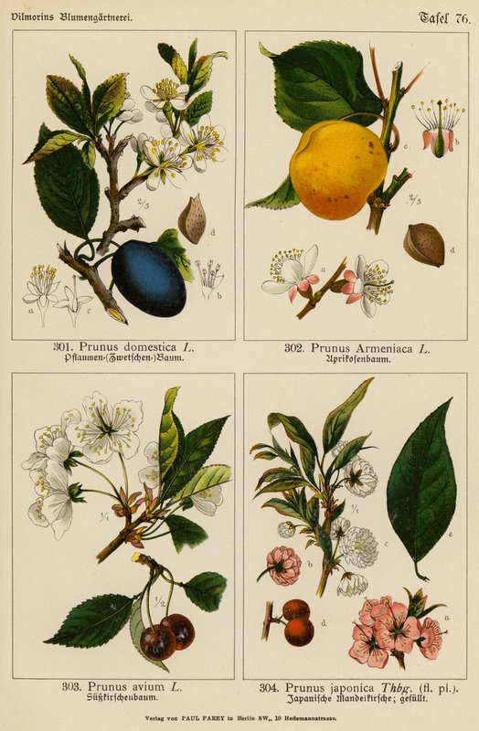Prunus Domestica, Prunus Armeniaca, Prunus Avium, Prunus Japonica (farvelitografi) af (after) German School